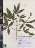  ( - CMPR12313)  @11 [ ] Copyright (2025) Arya Vaidya Sala Centre for Medicinal Plants Research-Arya Vaidya Sala