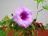 ( - CMPR8771)  @11 [ ] Copyright (2020) Centre for Medicinal Plants Research-Arya Vaidya Sala Centre for Medicinal Plants Research