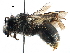  ( - CCDB-06710 B10)  @13 [ ] CreativeCommons - Attribution (2016) CBG Photography Group Centre for Biodiversity Genomics