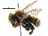  ( - CCDB-06710 C06)  @15 [ ] CreativeCommons - Attribution (2016) CBG Photography Group Centre for Biodiversity Genomics