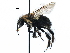  (Bombus impatiens - CCDB-06710 D05)  @15 [ ] CreativeCommons - Attribution (2016) CBG Photography Group Centre for Biodiversity Genomics