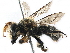  ( - CCDB-06733 B03)  @14 [ ] CreativeCommons - Attribution (2016) CBG Photography Group Centre for Biodiversity Genomics