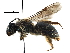  (Andrena miranda - CCDB-06733 C03)  @15 [ ] CreativeCommons - Attribution (2016) CBG Photography Group Centre for Biodiversity Genomics