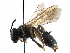  ( - CCDB-06733 C04)  @13 [ ] CreativeCommons - Attribution (2016) CBG Photography Group Centre for Biodiversity Genomics