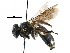  (Andrena w-scripta - CCDB-06733 C05)  @15 [ ] CreativeCommons - Attribution (2016) CBG Photography Group Centre for Biodiversity Genomics