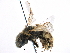  ( - CCDB-06733 F04)  @14 [ ] CreativeCommons - Attribution (2016) CBG Photography Group Centre for Biodiversity Genomics