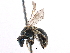  (Lasioglossum laevissimum - CCDB-06733 H11)  @15 [ ] CreativeCommons - Attribution (2016) CBG Photography Group Centre for Biodiversity Genomics
