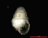 (Zospeum subobesum - 1366a_CRO_Tounj)  @14 [ ] Copyright (2009) Alexander M. Weigand 2009 Unspecified