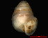  ( - 1659a_Z_cf_spelaeum_SLV)  @12 [ ] CreativeCommons - Attribution Non-Commercial Share-Alike (2012) Unspecified Goethe University