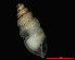  ( - 1721a_C_noduliferum_JPN_HON)  @14 [ ] CreativeCommons - Attribution Non-Commercial Share-Alike (2012) Unspecified Goethe University