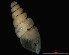 (Carychium cf. noduliferum - 1725a_C_noduliferum_JPN_HON)  @14 [ ] CreativeCommons - Attribution Non-Commercial Share-Alike (2012) Unspecified Goethe University