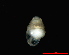  ( - 1844b_Z_cf_suarezi_ESP)  @12 [ ] CreativeCommons - Attribution Non-Commercial Share-Alike (2012) Unspecified Goethe University