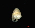  ( - 1844c_Z_cf_suarezi_ESP)  @12 [ ] CreativeCommons - Attribution Non-Commercial Share-Alike (2012) Unspecified Goethe University