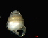  ( - 1865b_Zospeum_sp_1_ESP)  @12 [ ] CreativeCommons - Attribution Non-Commercial Share-Alike (2012) Unspecified Goethe University