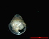  (Zospeum biscaiense - 1866d_Z_cf_biscaiense_ESP)  @13 [ ] CreativeCommons - Attribution Non-Commercial Share-Alike (2012) Unspecified Goethe University