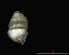  ( - 1874a_Zospeum_sp_1_ESP)  @12 [ ] CreativeCommons - Attribution Non-Commercial Share-Alike (2012) Unspecified Goethe University