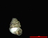  ( - 1874a_Zospeum_sp_1_ESP)  @12 [ ] CreativeCommons - Attribution Non-Commercial Share-Alike (2012) Unspecified Goethe University