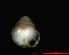  (Zospeum zaldivarae - 1876c_Zospeum_sp_2_ESP)  @13 [ ] CreativeCommons - Attribution Non-Commercial Share-Alike (2012) Unspecified Goethe University