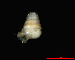  (Zospeum sp. cf. suarezi - 1878a_Z_cf_suarezi_ESP)  @14 [ ] CreativeCommons - Attribution Non-Commercial Share-Alike (2012) Unspecified Goethe University