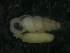  (Carychium jardineanum - 2320)  @11 [ ] CreativeCommons - Attribution Non-Commercial Share-Alike (2017) Adrienne Jochum Unspecified