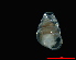  (Zospeum tholussum - LukinaJama)  @13 [ ] CreativeCommons - Attribution Non-Commercial Share-Alike (2013) Alexander M. Weigand Unspecified