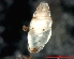  ( - 1247f_BUL_Mostovo)  @13 [ ] Copyright (2010) A. Simon 2010 Unspecified