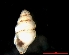  ( - 1247g_BUL_Mostovo)  @13 [ ] Copyright (2010) A. Simon 2010 Unspecified