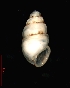  ( - 1247g_BUL_Mostovo)  @13 [ ] Copyright (2010) A. Simon 2010 Unspecified