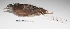  (Crypturellus tataupa - MACN-Or-cp 77)  @13 [ ] Copyright (2012) MACN Museo Argentino de Ciencias Naturales "Bernardino Rivadavia"