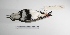  ( - MACN-Or-ct 306)  @13 [ ] Copyright (2012) MACN Museo Argentino de Ciencias Naturales "Bernardino Rivadavia"