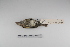  ( - MACN-Or-ct 835)  @12 [ ] Copyright (2012) MACN Museo Argentino de Ciencias Naturales "Bernardino Rivadavia"