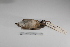  ( - MACN-Or-ct 836)  @12 [ ] Copyright (2012) MACN Museo Argentino de Ciencias Naturales "Bernardino Rivadavia"
