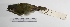  ( - MACN-Or-ct 956)  @13 [ ] Copyright (2012) MACN Museo Argentino de Ciencias Naturales "Bernardino Rivadavia"