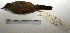  (Asthenes dorbignyi - MACN-Or-ct 1034)  @13 [ ] Copyright (2012) MACN Museo Argentino de Ciencias Naturales "Bernardino Rivadavia"
