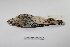  ( - MACN-Or-ct 1040)  @13 [ ] Copyright (2012) MACN Museo Argentino de Ciencias Naturales "Bernardino Rivadavia"