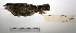  ( - MACN-Or-ct 1050)  @13 [ ] Copyright (2012) MACN Museo Argentino de Ciencias Naturales "Bernardino Rivadavia"