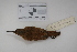 ( - MACN-Or-ct 1075)  @13 [ ] Copyright (2012) MACN Museo Argentino de Ciencias Naturales "Bernardino Rivadavia"