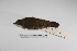  ( - MACN-Or-ct 1076)  @12 [ ] Copyright (2012) MACN Museo Argentino de Ciencias Naturales "Bernardino Rivadavia"