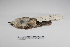  ( - MACN-Or-ct 1076)  @12 [ ] Copyright (2012) MACN Museo Argentino de Ciencias Naturales "Bernardino Rivadavia"