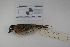  ( - MACN-Or-ct 1093)  @13 [ ] Copyright (2012) MACN Museo Argentino de Ciencias Naturales "Bernardino Rivadavia"