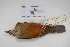  ( - MACN-Or-ct 1127)  @13 [ ] Copyright (2012) MACN Museo Argentino de Ciencias Naturales "Bernardino Rivadavia"