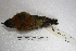  (Phrygilus atriceps - MACN-Or-ct 1169)  @13 [ ] Copyright (2014) MACN Museo Argentino de Ciencias Naturales, Bernardino Rivadavia