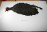  (Fulica gigantea - MACN-Or-ct 1179)  @12 [ ] Copyright (2012) MACN Museo Argentino de Ciencias Naturales "Bernardino Rivadavia"
