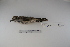 ( - MACN-Or-ct 1285)  @12 [ ] Copyright (2012) MACN Museo Argentino de Ciencias Naturales "Bernardino Rivadavia"