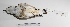  (Charadrius alticola - MACN-Or-ct 1294)  @13 [ ] Copyright (2012) MACN Museo Argentino de Ciencias Naturales "Bernardino Rivadavia"