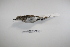  (Calidris bairdii - MACN-Or-ct 1295)  @13 [ ] Copyright (2012) MACN Museo Argentino de Ciencias Naturales "Bernardino Rivadavia"