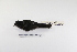  ( - MACN-Or-ct 012)  @12 [ ] Copyright (2012) MACN Museo Argentino de Ciencias Naturales "Bernardino Rivadavia"