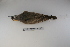  ( - MACN-Or-ct 1301)  @13 [ ] Copyright (2012) MACN Museo Argentino de Ciencias Naturales "Bernardino Rivadavia"