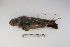  ( - MACN-Or-ct 1305)  @12 [ ] Copyright (2012) MACN Museo Argentino de Ciencias Naturales "Bernardino Rivadavia"