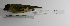  ( - MACN-Or-ct 1314)  @12 [ ] Copyright (2012) MACN Museo Argentino de Ciencias Naturales "Bernardino Rivadavia"